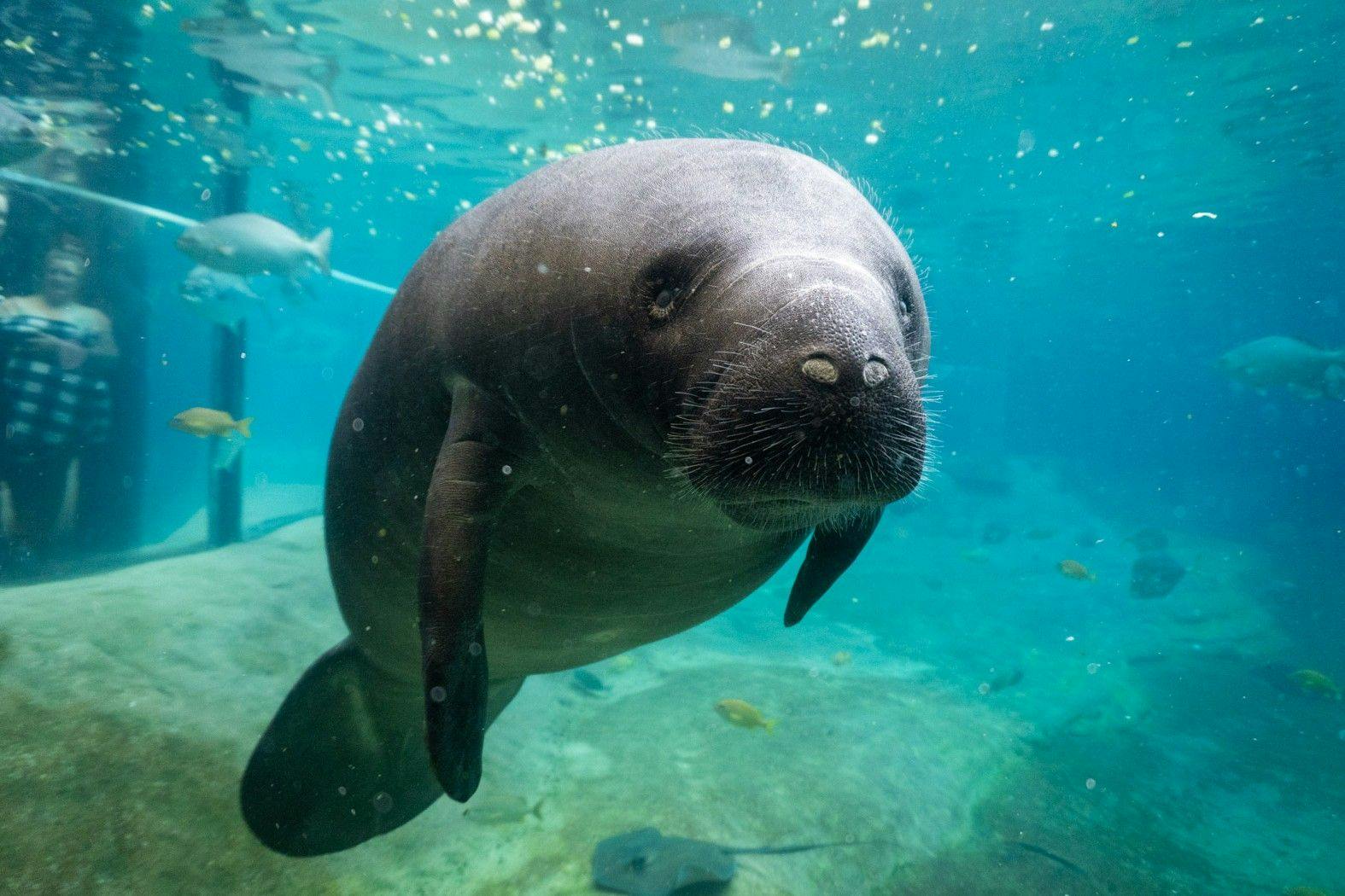 Record number of rehabilitated manatees returned to natural habitat in 1 day