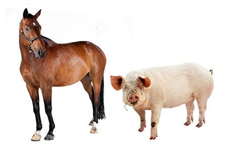 veterinary-shutterstock-horse-pig-body.jpg