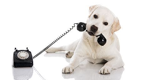 veterinary-dog-lab-holding-telephone-in-mouth-AdobeStock-53833882-450px.jpg