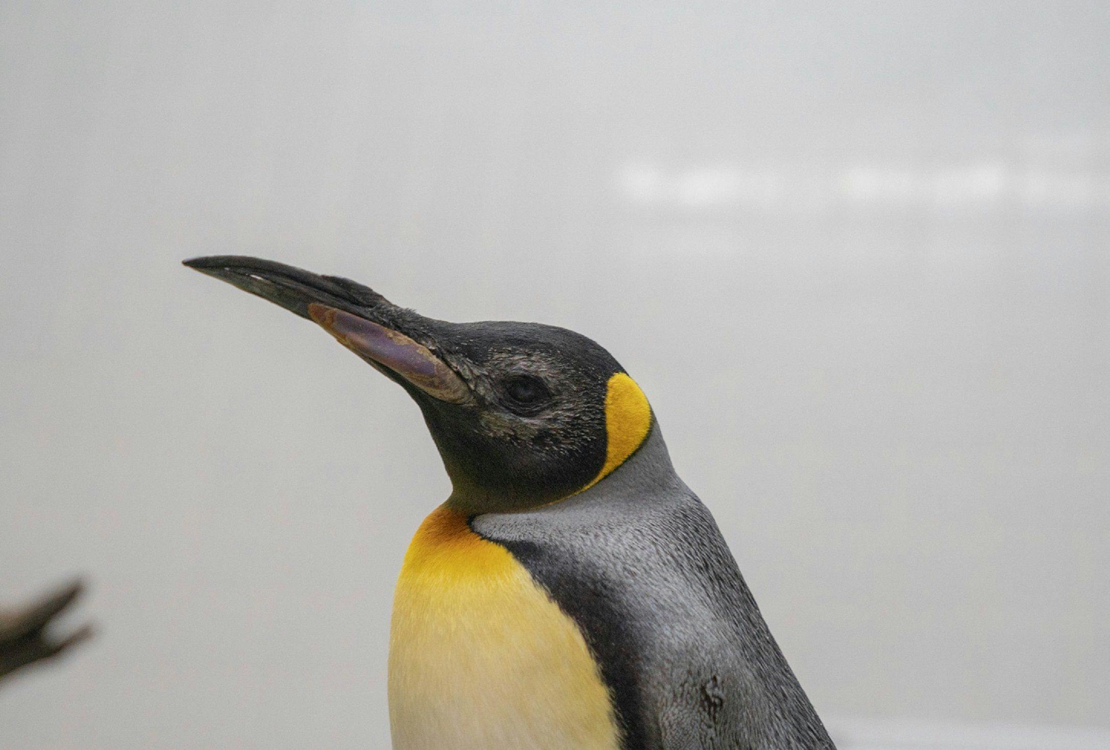 A king penguin named Theo recovering post surgery. 