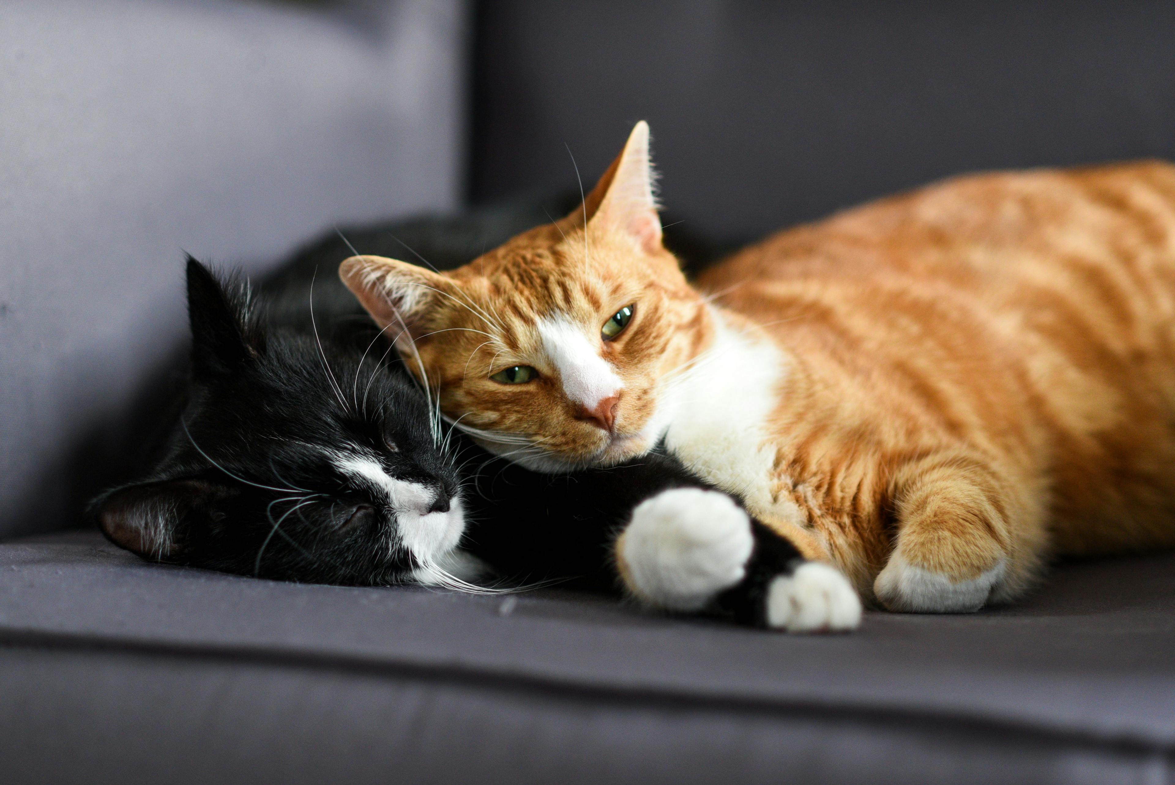 3 must-reads for National Cat Health Month