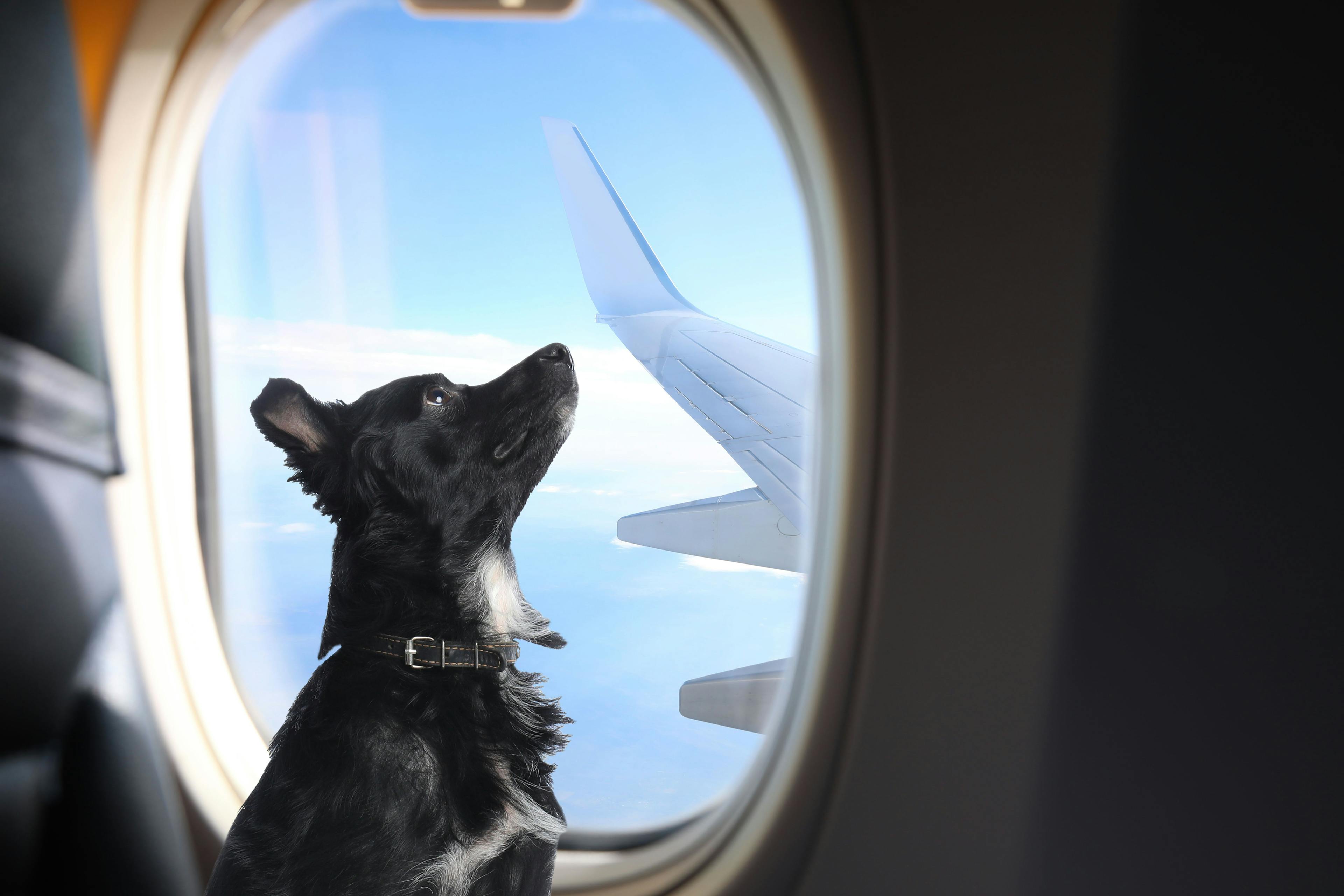 What to know before you go on a plane with pets