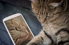 Veterinary-Cat-and-smartphone_220px_153910995.jpg
