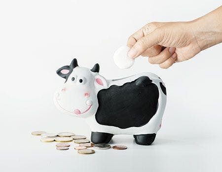 veterinary-money-box-cow-on-a-gray-background-450px-shutterstock-480742645.jpg
