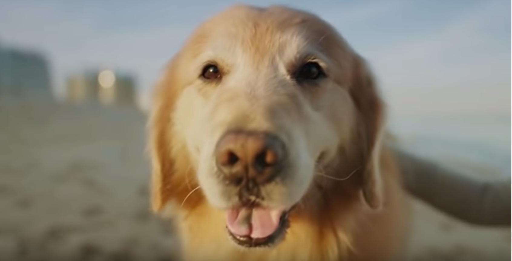 One ‘lucky dog’ (and one lucky vet school) to be featured in the Super Bowl 