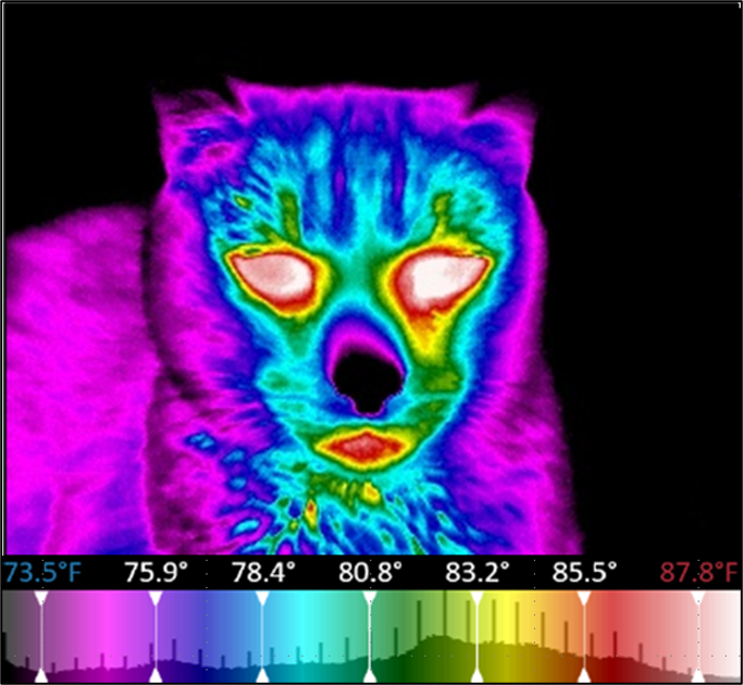 Thermal image of feline (Courtesy of Godbold)