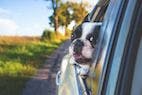STATE NEWS: North Carolina Law Would Make It Illegal to Drive with Pet on Lap