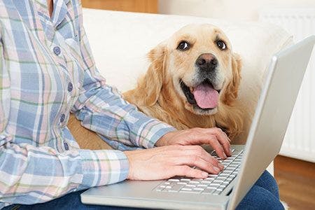 veterinary-golden-laptop-insurance-AdobeStock_96366016-450.jpeg