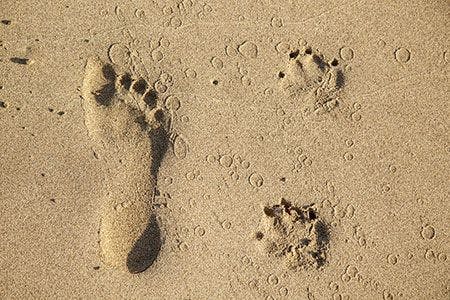 veterinary-animal-pet-person-footprint-beach-sand-AdobeStock_41062375-450.jpg