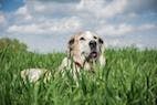 Link Between Birth Month and Canine Heart Disease Risk
