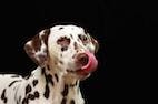Genetic Cause Found for Acute Respiratory Distress Syndrome in Dalmatians