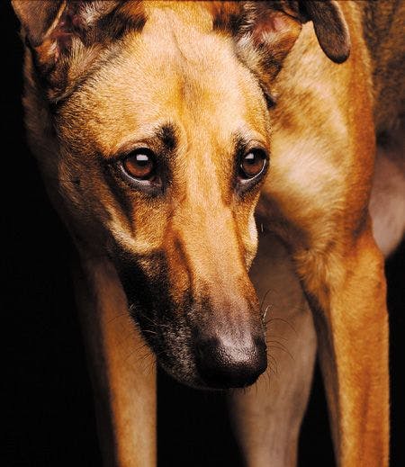 veterinary-dog-greyhound-pensive-sad-dark-450px-167061031.jpg