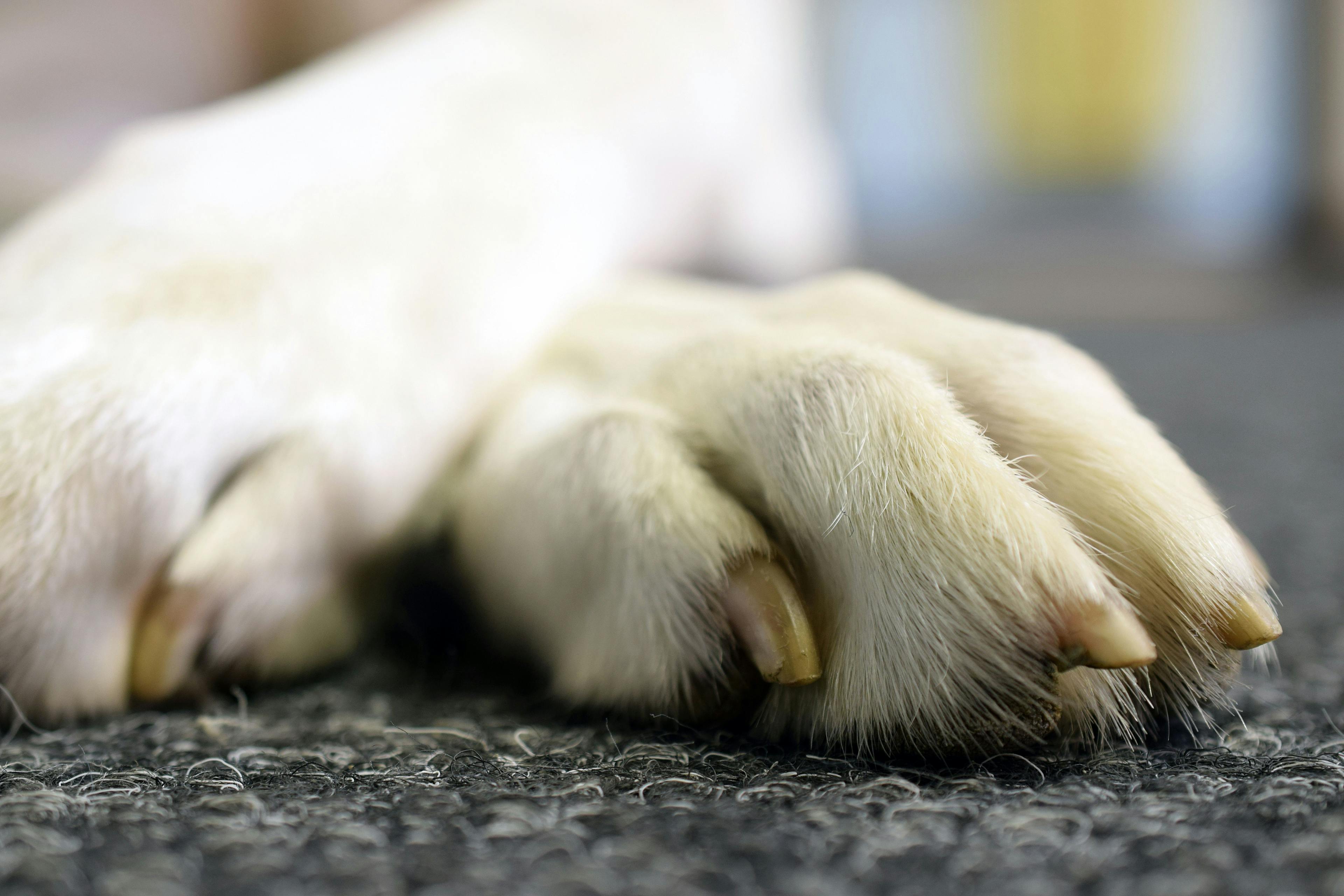 Tricky toes: Considerations regarding canine digit amputation