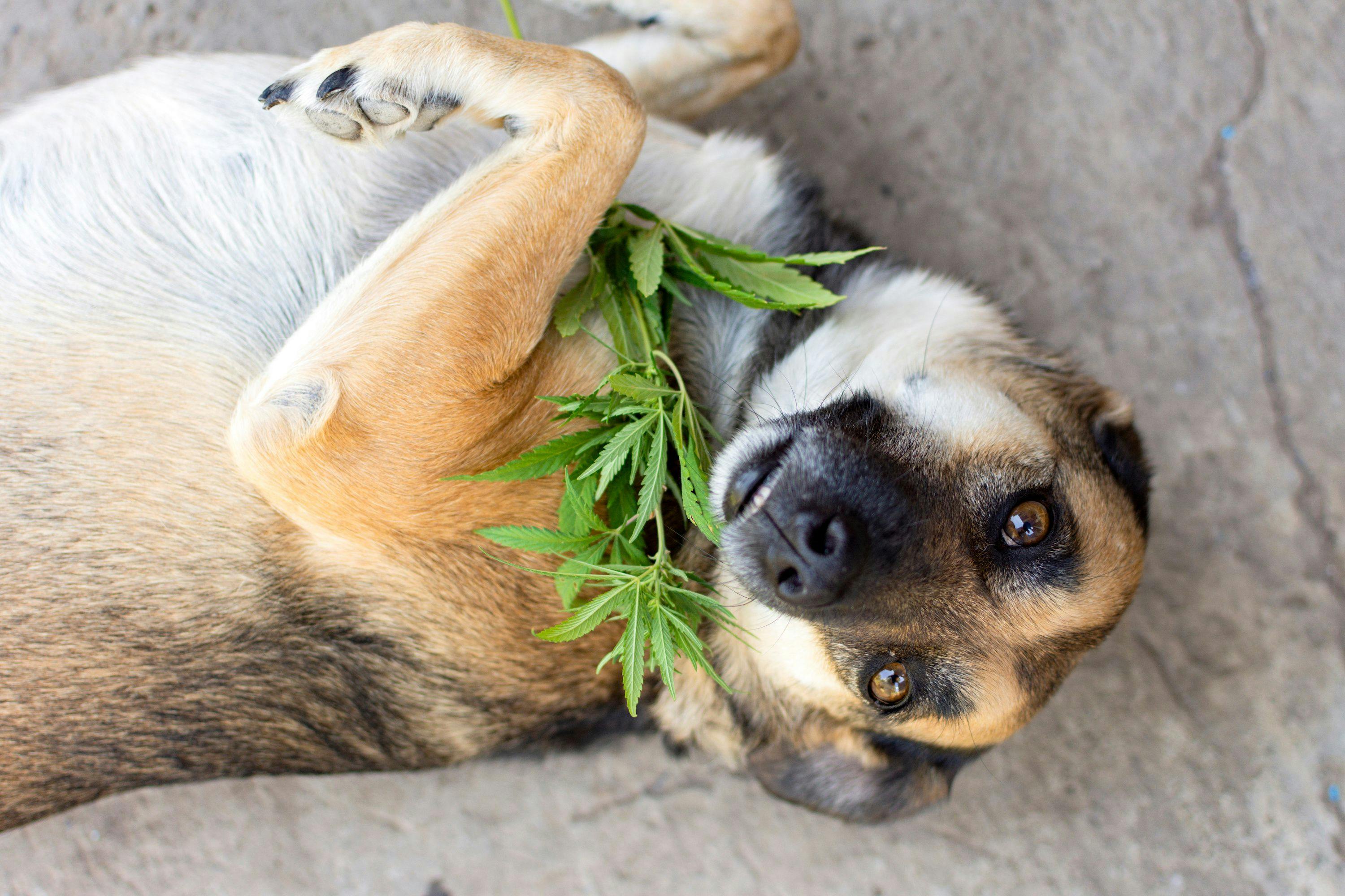 Marijuana dog