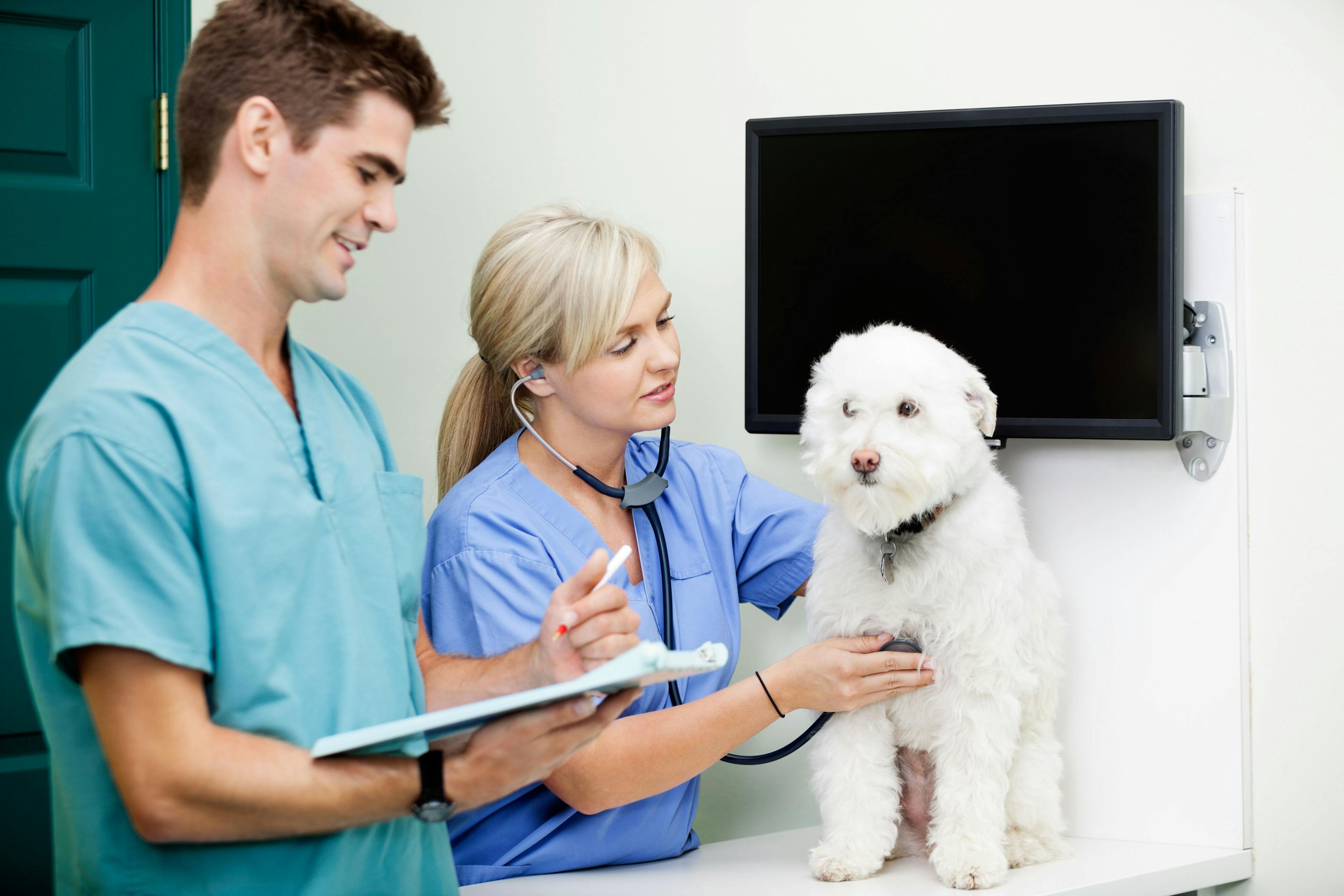 This week on dvm360: A Q&A spotlighting veterinary technicians, plus more veterinary news