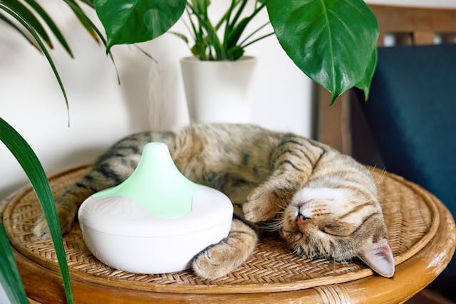Supporting feline behavior treatment with pheromone diffusers