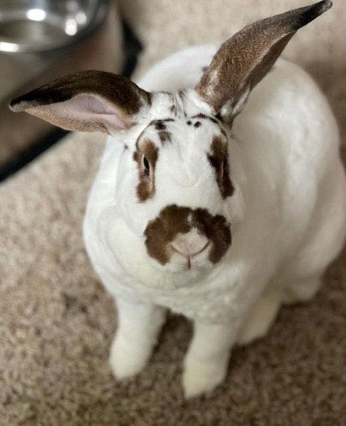 Albus the bunny was exposed to a toxic chemical from a dog and cat flea and tick product (Photo courtesy of Pet Poison Helpline).