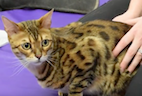 Purdue Veterinarians Perform Successful Feline Hip Replacement