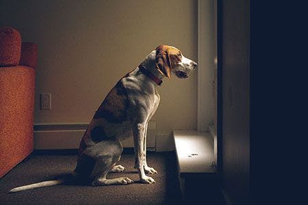 veterinary-dog-waiting-looking-out-window-AdobeStock-129011178-450x300.jpg