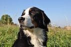 Spaying Large-Breed Dogs Later in Their First Year May Decrease Incontinence Risk