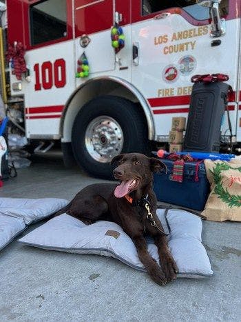 VCA Charities recently cleared the wish list of the Los Angeles County Fire Foundation Search Dog Team and surprised handlers and dogs at the Hermosa Beach Fire Station (Photo courtesy of VCA Animal Hospitals). 
