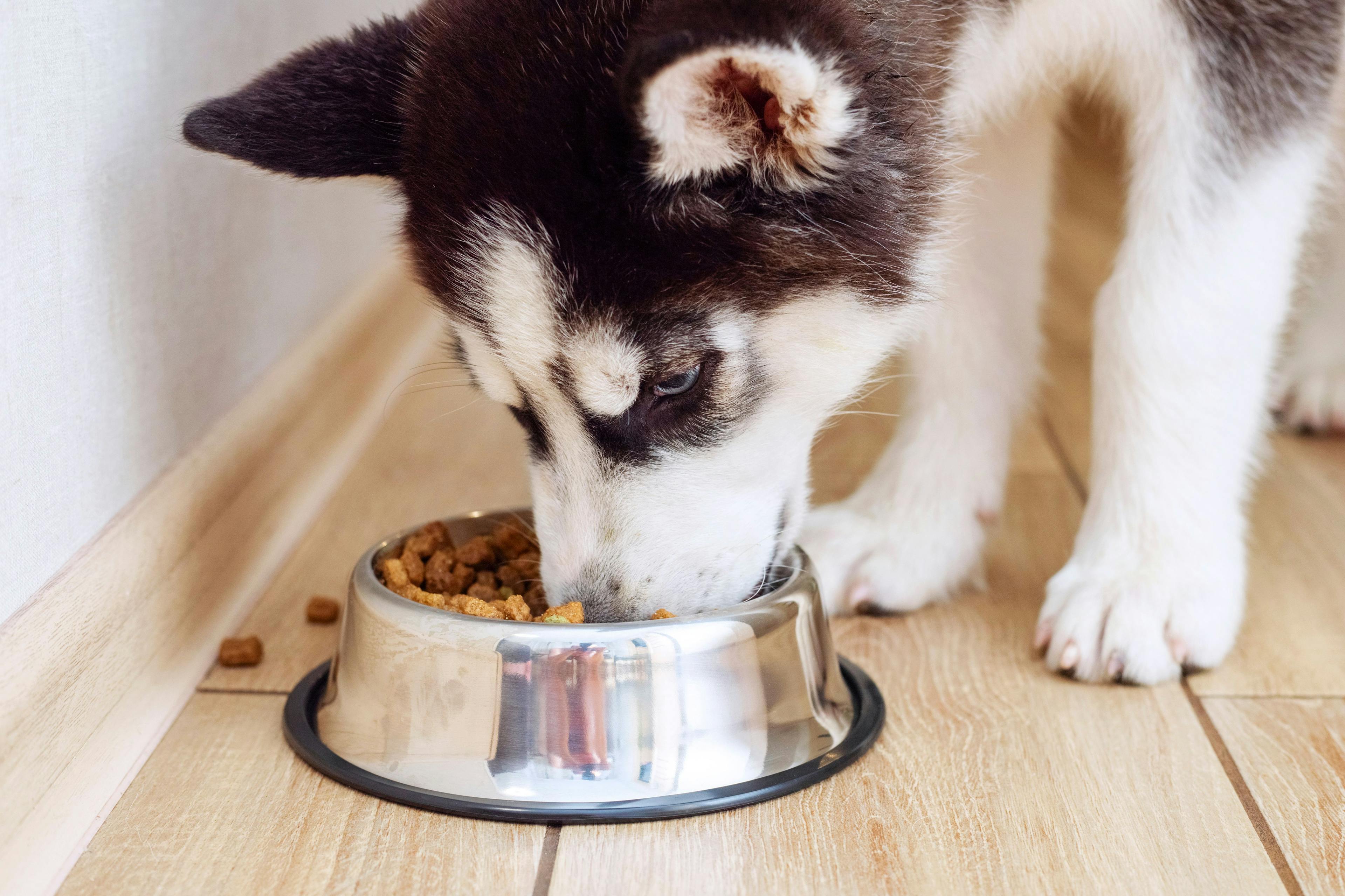 New video series informs pet owners on dog and cat nutrition