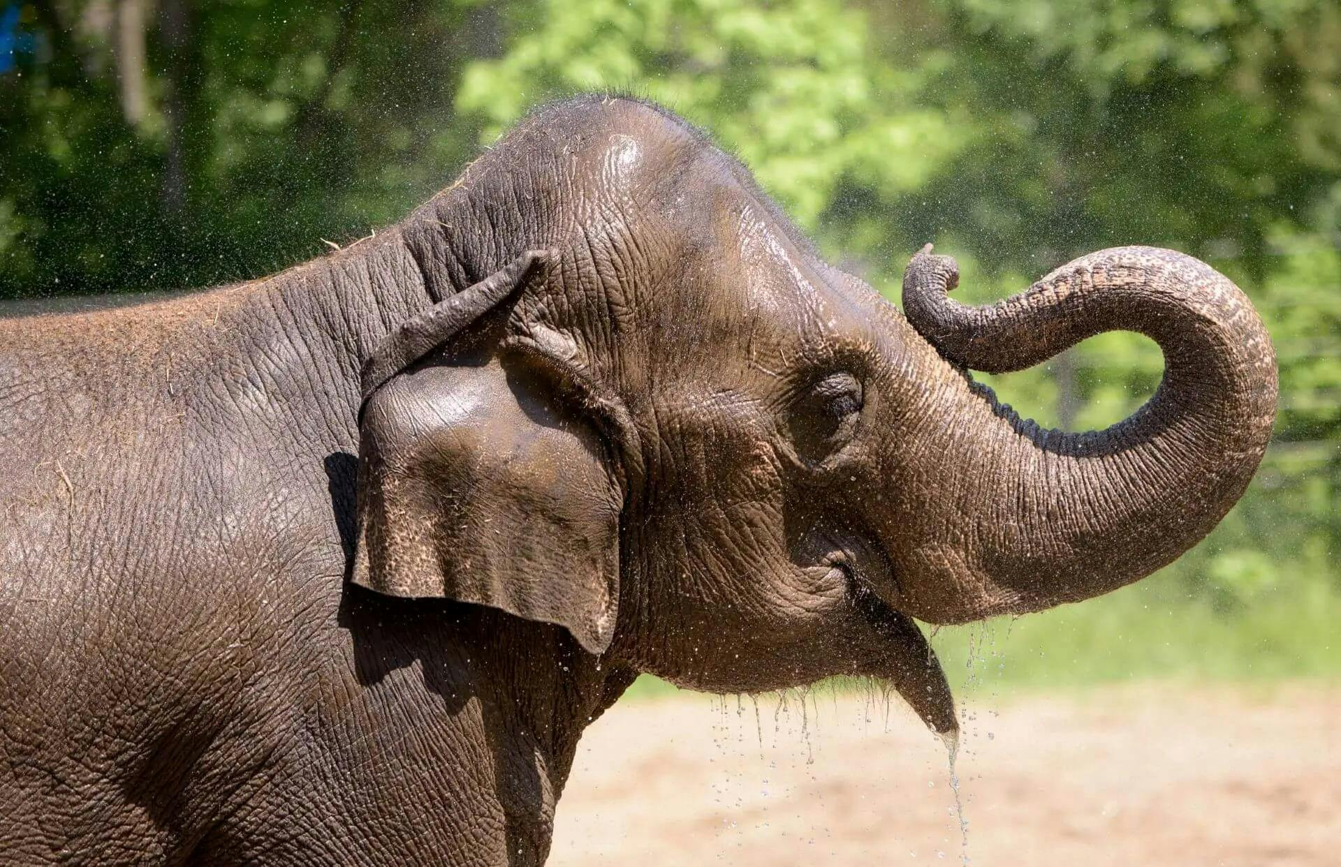 Rani, the beloved Asian elephant (Photo courtesy of Saint Louis Zoo). 