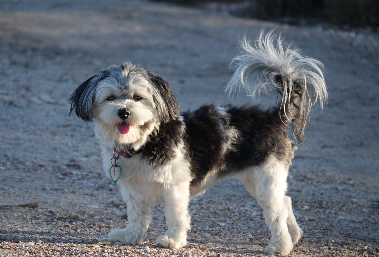 Figure 1: Abby, the Maltese terrier. 