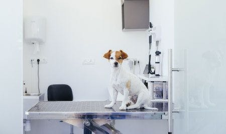 veterinary-dog-puppy-sitting-table-exam-room-AdobeStock-224254652-450px.jpg