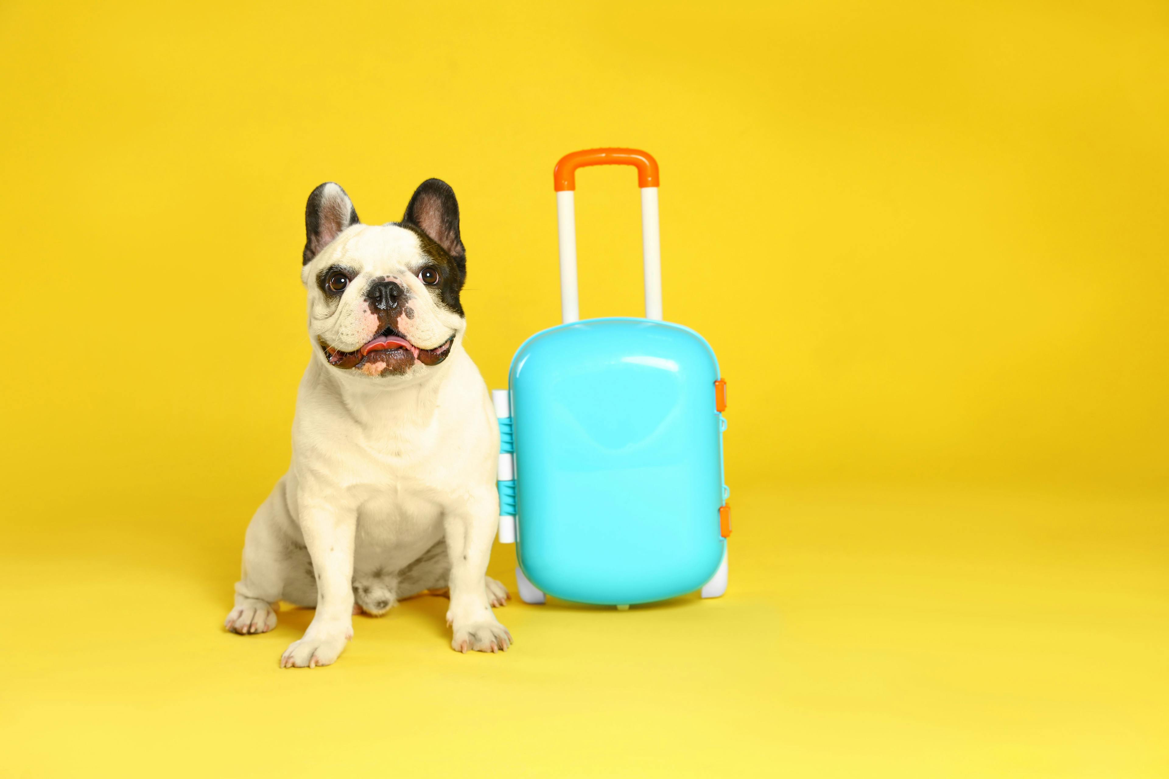 dog stands with suitcase