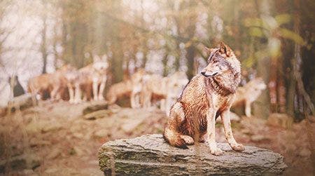 veterinary-canadian-timber-wolf-sitting-on-the-stone-450px-shutterstock-525017929.jpg