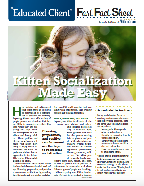 Kitten Socialization