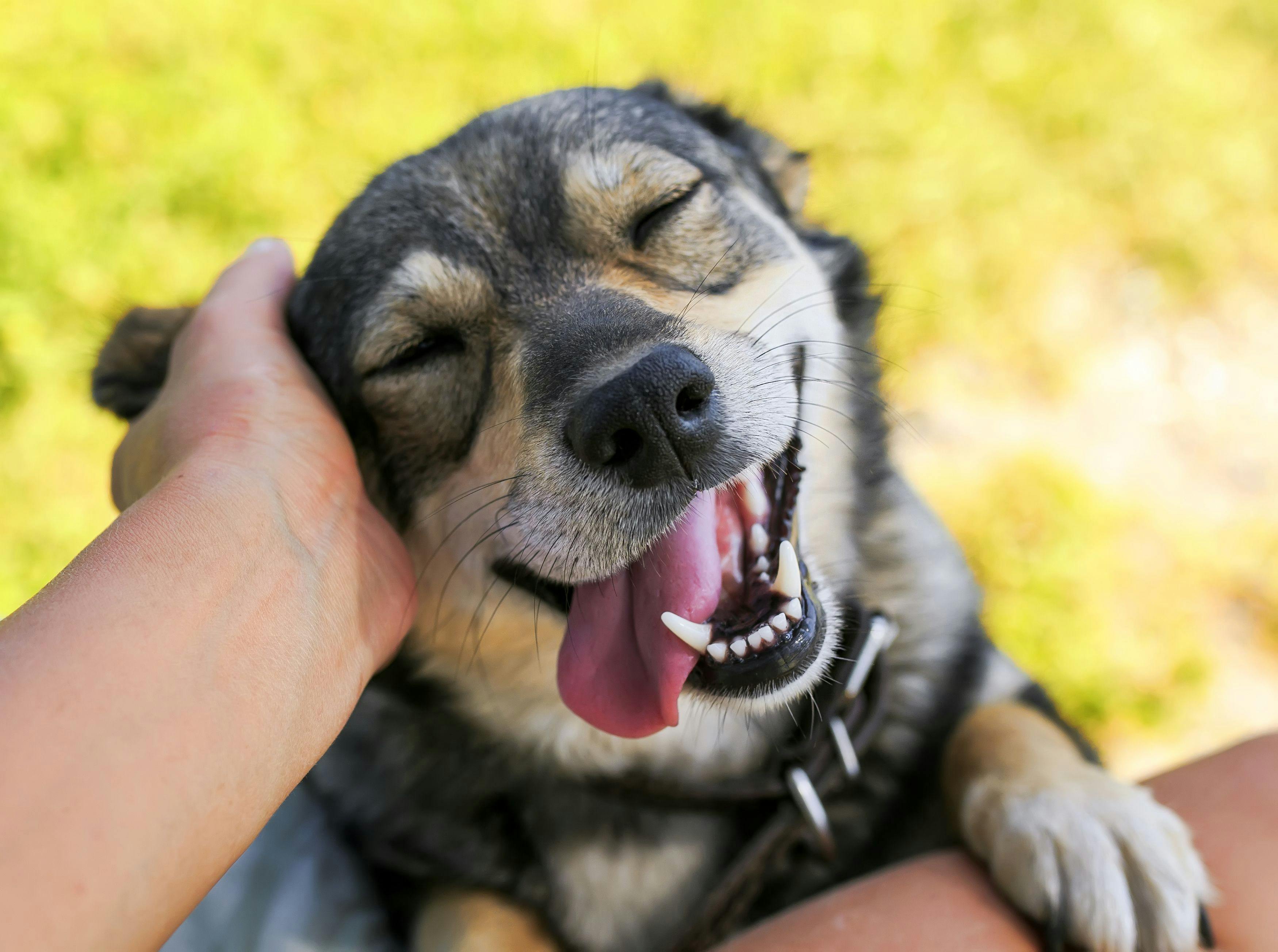 3 natural dog dental care products 