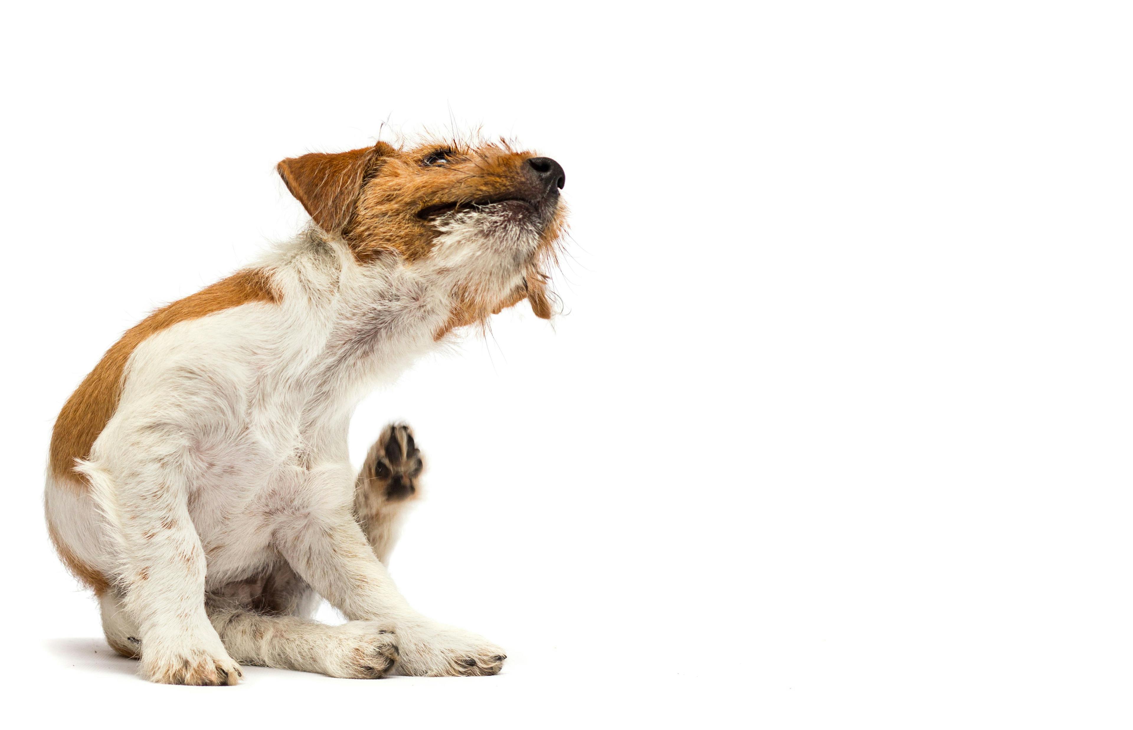  The multimodal approach to canine atopic dermatitis