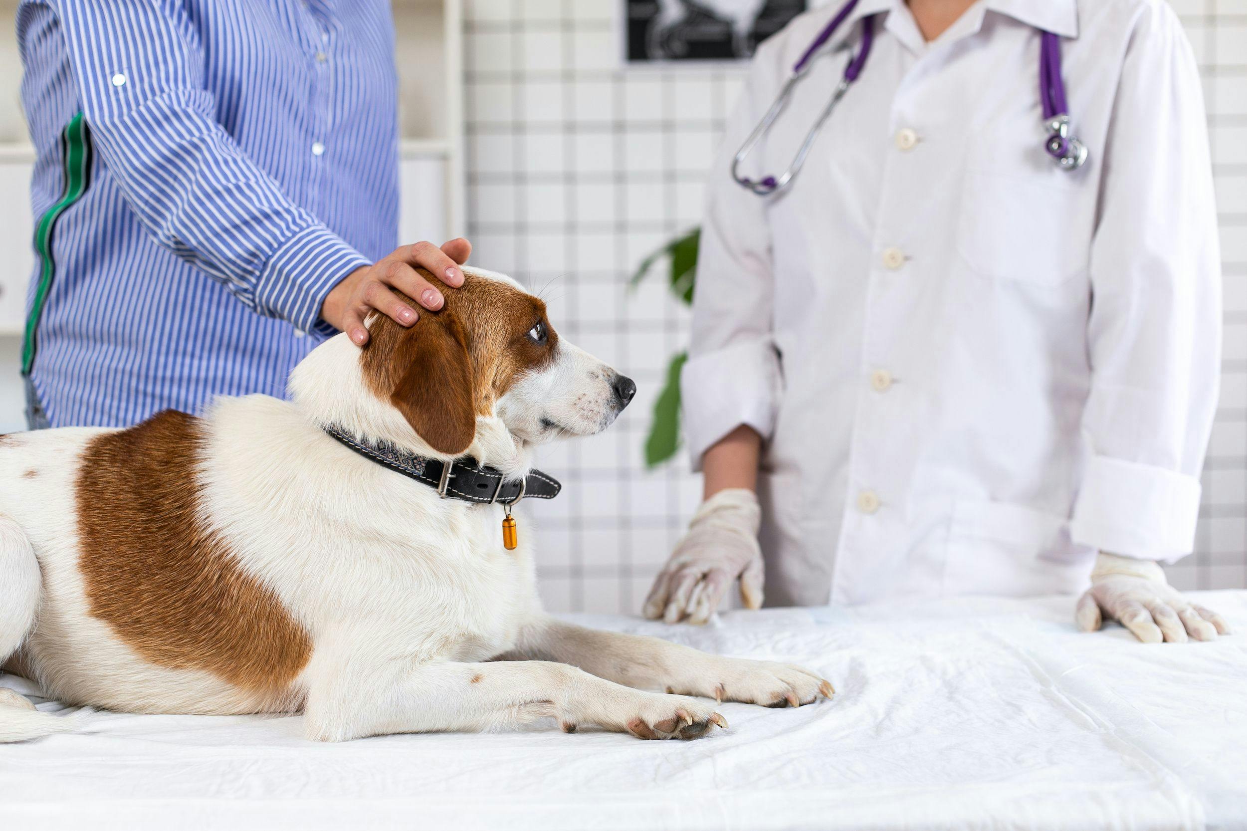 Canine cancer testing advancements