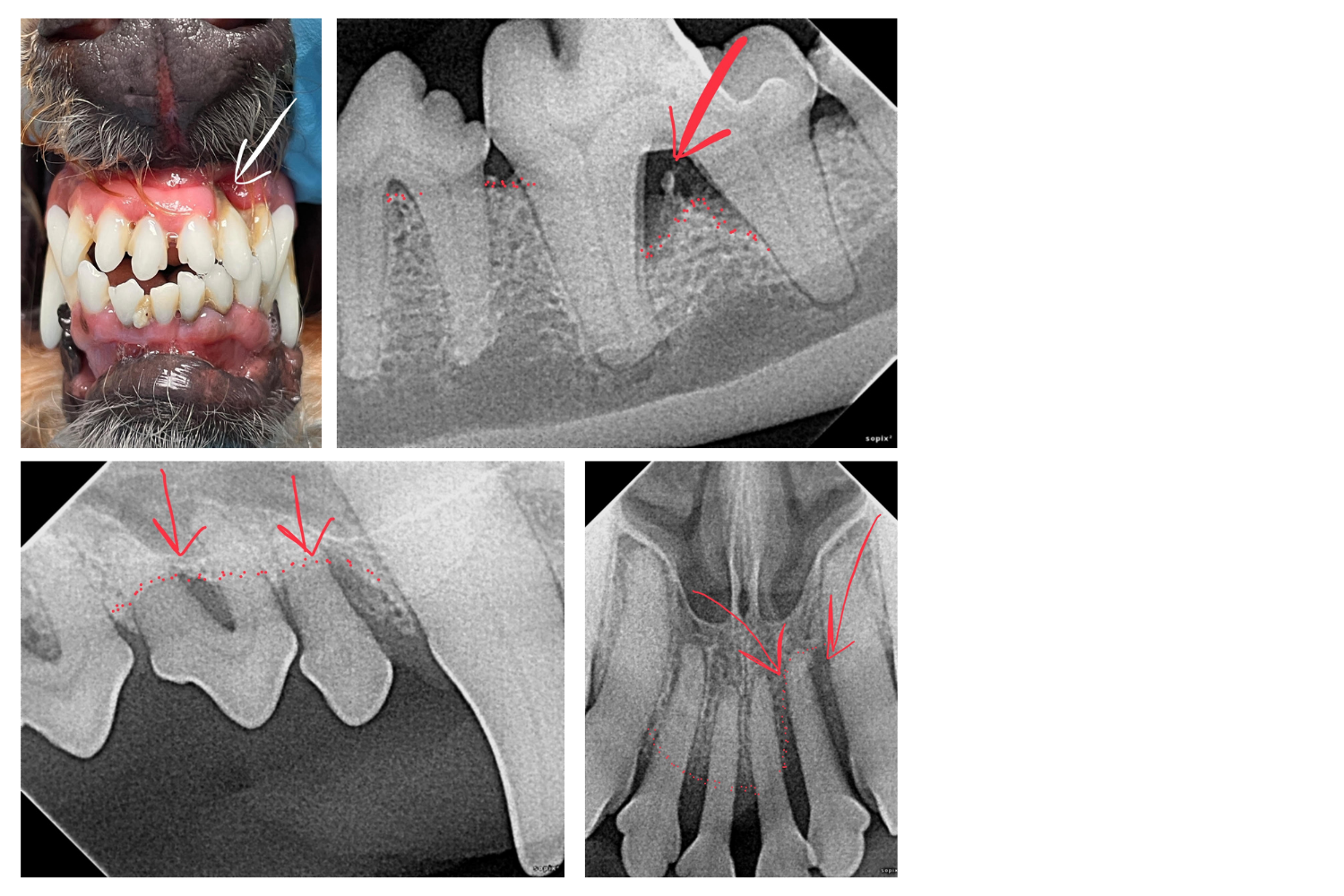 Figure 1. Intraoral Dental X-rays of Murphy, Showing Examples of Bone Loss, Bone Destruction, and Bone Infection

Images provided by Jon Klarsfeld, DVM, practice limited to veterinary dentistry.