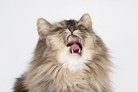 veterinary-cat-sneezes-making-funny-expression-sick-cat-needs-treatment-450px-shutterstock-372314455.jpg