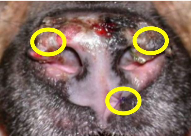 Figure 4. Optimal areas to biopsy the nasal planum with loss of the normal cobblestone appearance and depigmentation. Be sure to include some crusts, the margin of ulcers, and areas with active gray but not completely pink depigmentation. Call your dermatopathologist for help in marking up a photo to show precisely where to biopsy lesions to get the highest diagnostic yield.