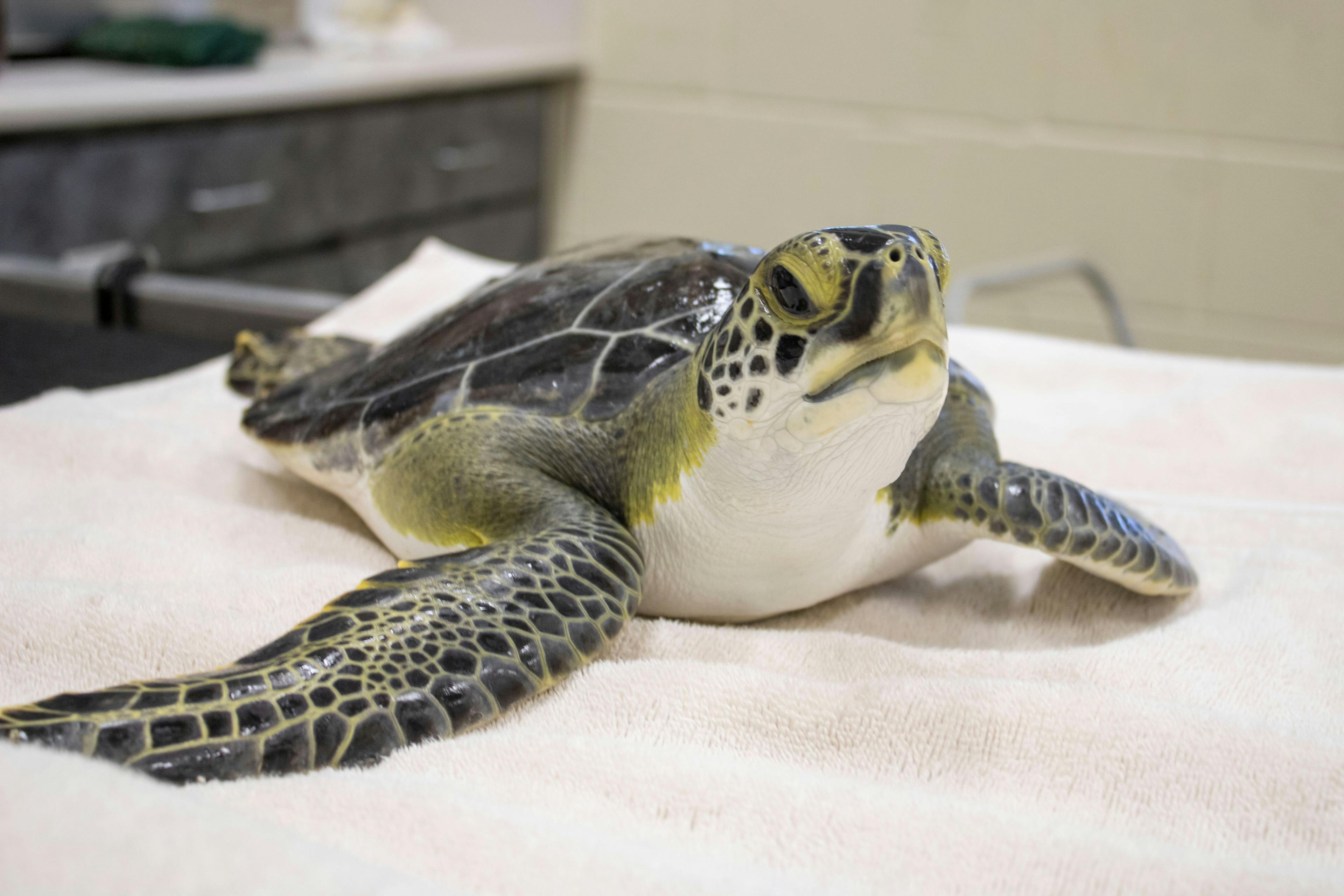 Making waves in sea turtle conservation 
