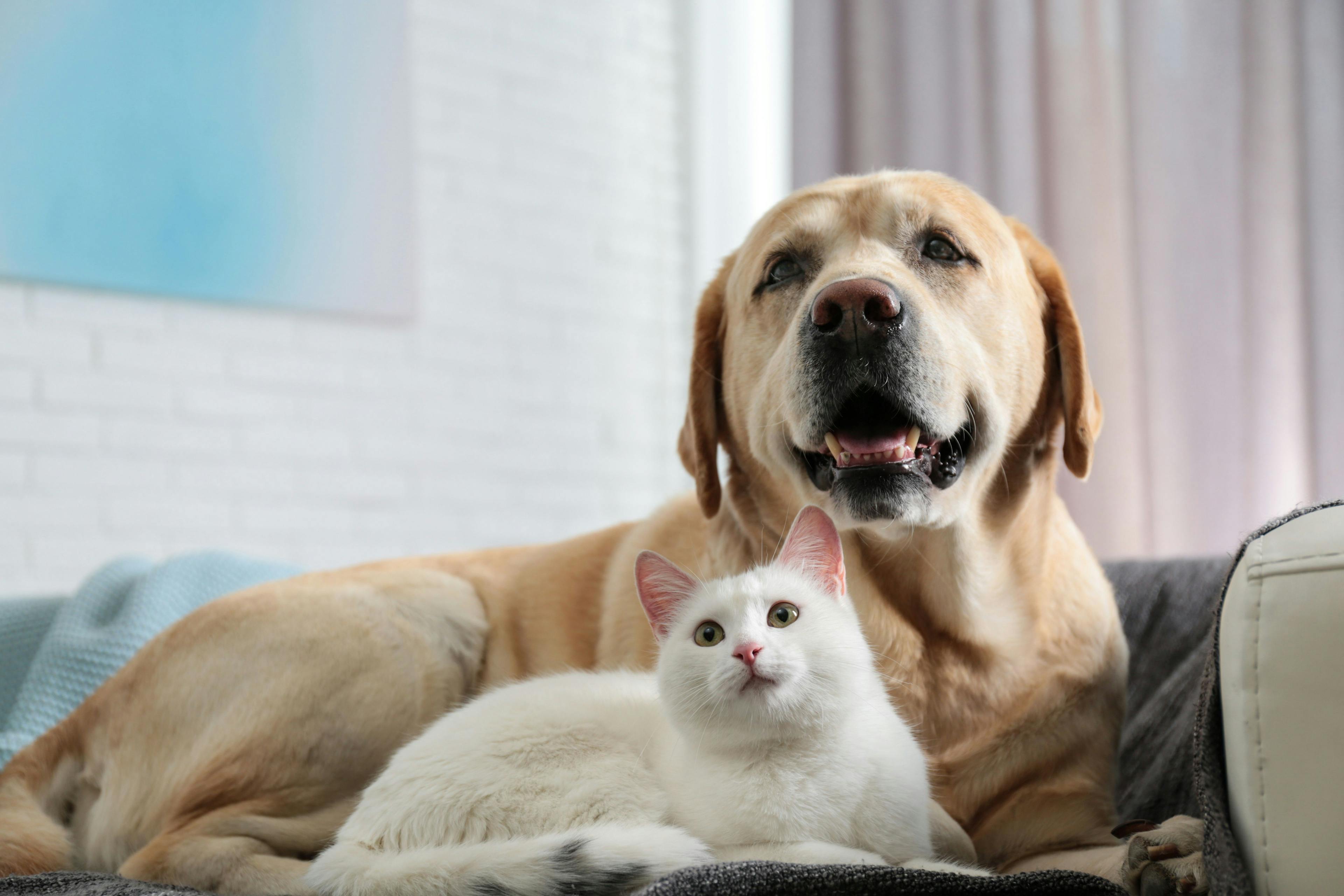 Healthy Pet Connect unveils new platform