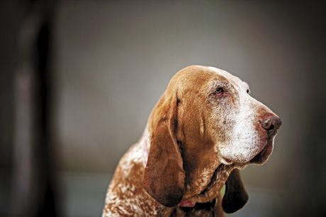 veterinary_dog-old-hound_460px_124688185.jpg