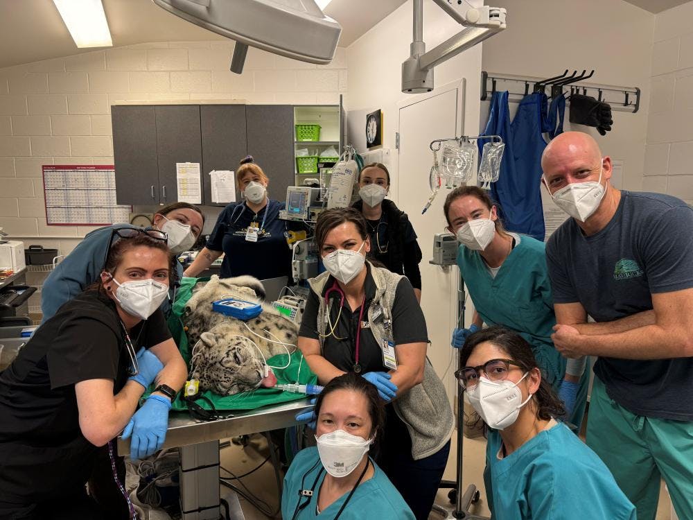 The UC Davis team, led by Krista Keller, DVM, DACZM (center). (Photo credit: UC Davis School of Veterinary Medicine)