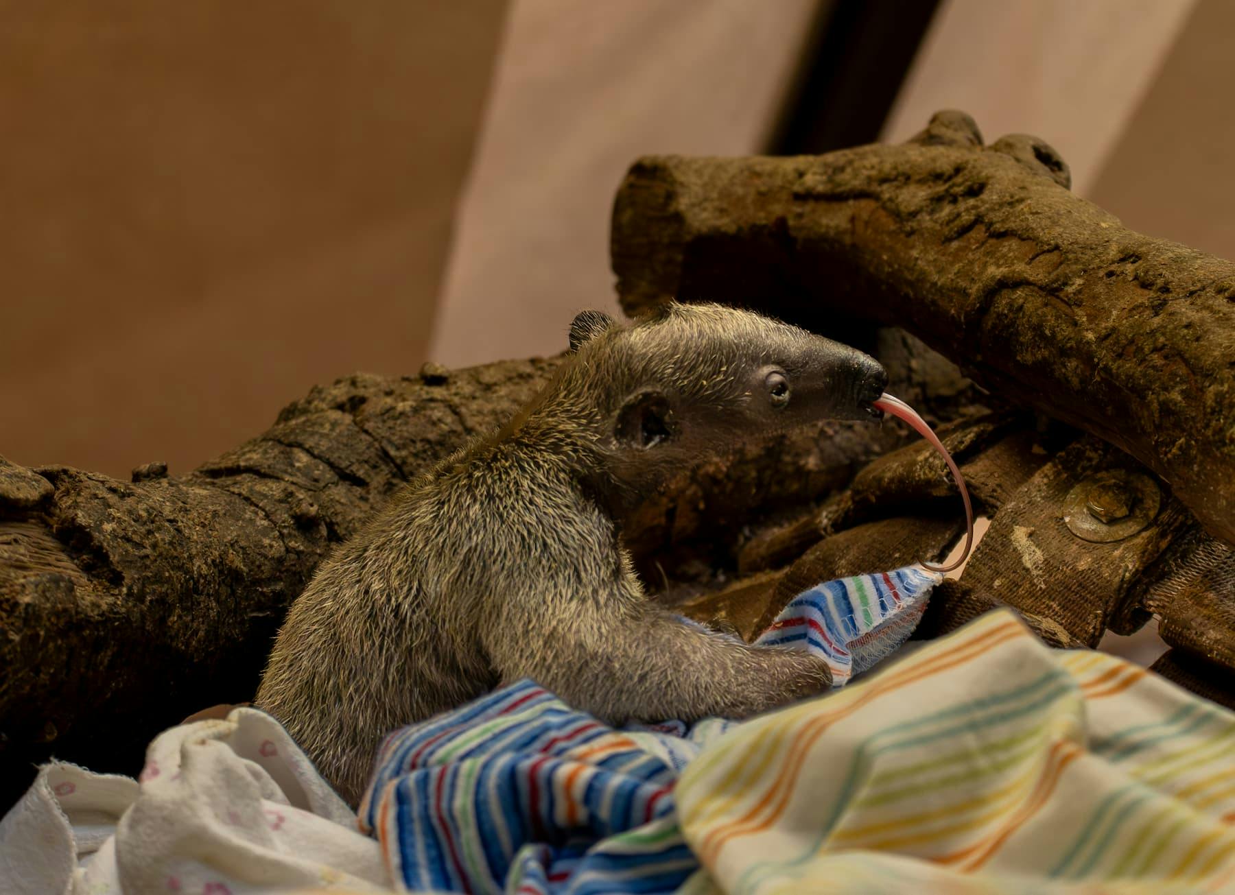 The baby southern tamandua (Photo courtesy of LA Zoo). 