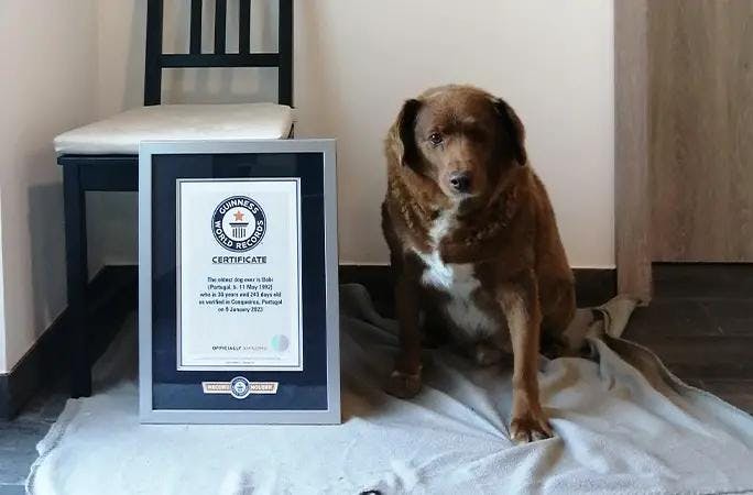Bobi with his certificate (Image courtesy of Guniess Word Records) 