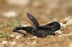 How Did the Snake Lose Its Legs? Genome Sequencing May Have Found an Answer