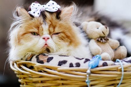 veterinary-cute-persian-cat-in-rettan-busket-shutterstock-795160963-body.jpg