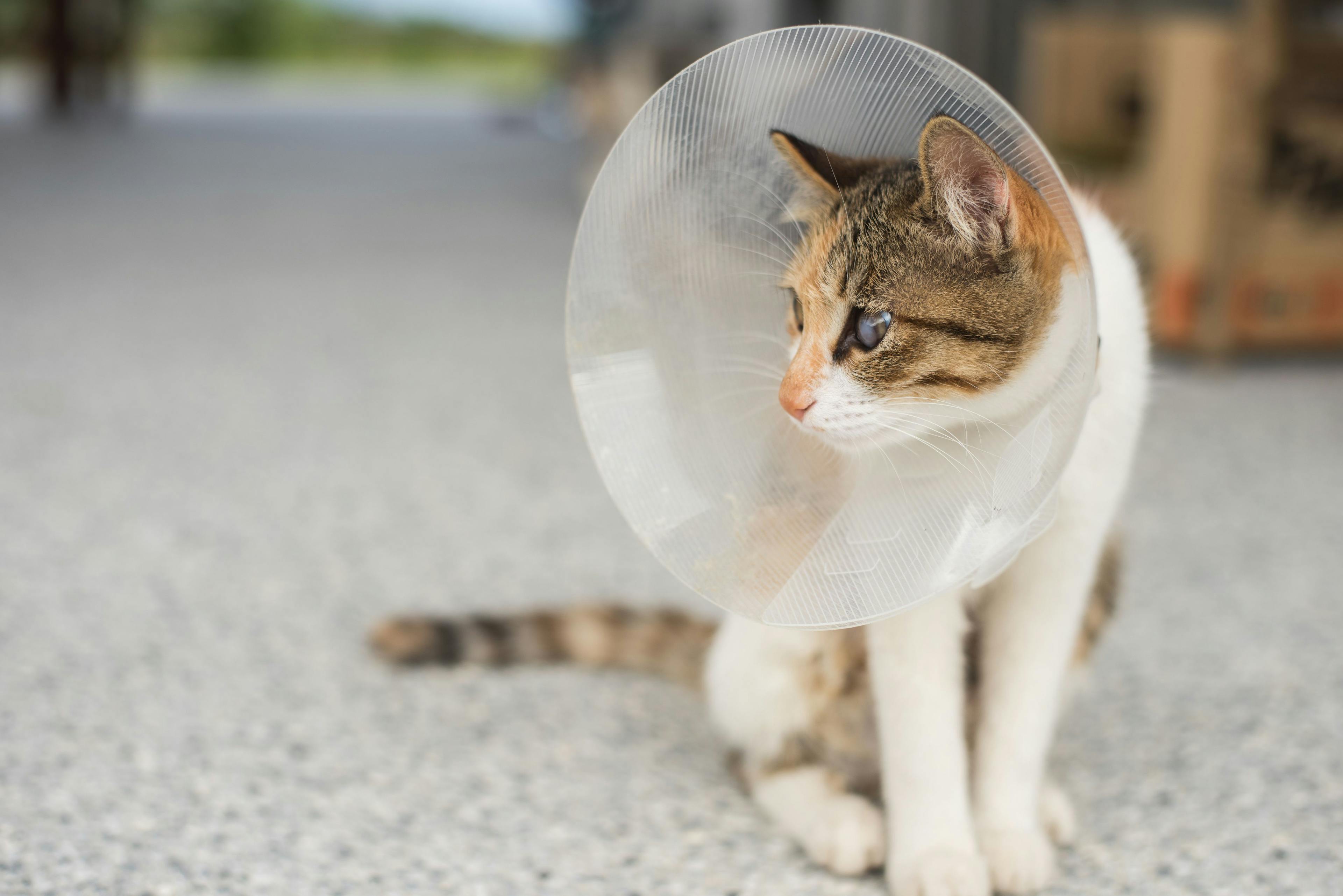 Combining the best of private practice with clinic spay/neuter care
