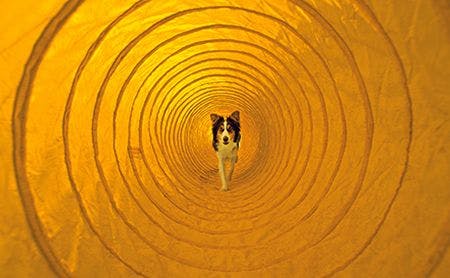 veterinary-dog-agility-tunnel-83356849-450.jpg