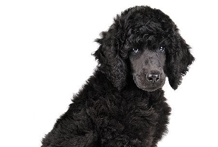 veterinary-three-months-old-puppy-of-standart-black-poodle-1000px-shutterstock-758525779_450.jpg