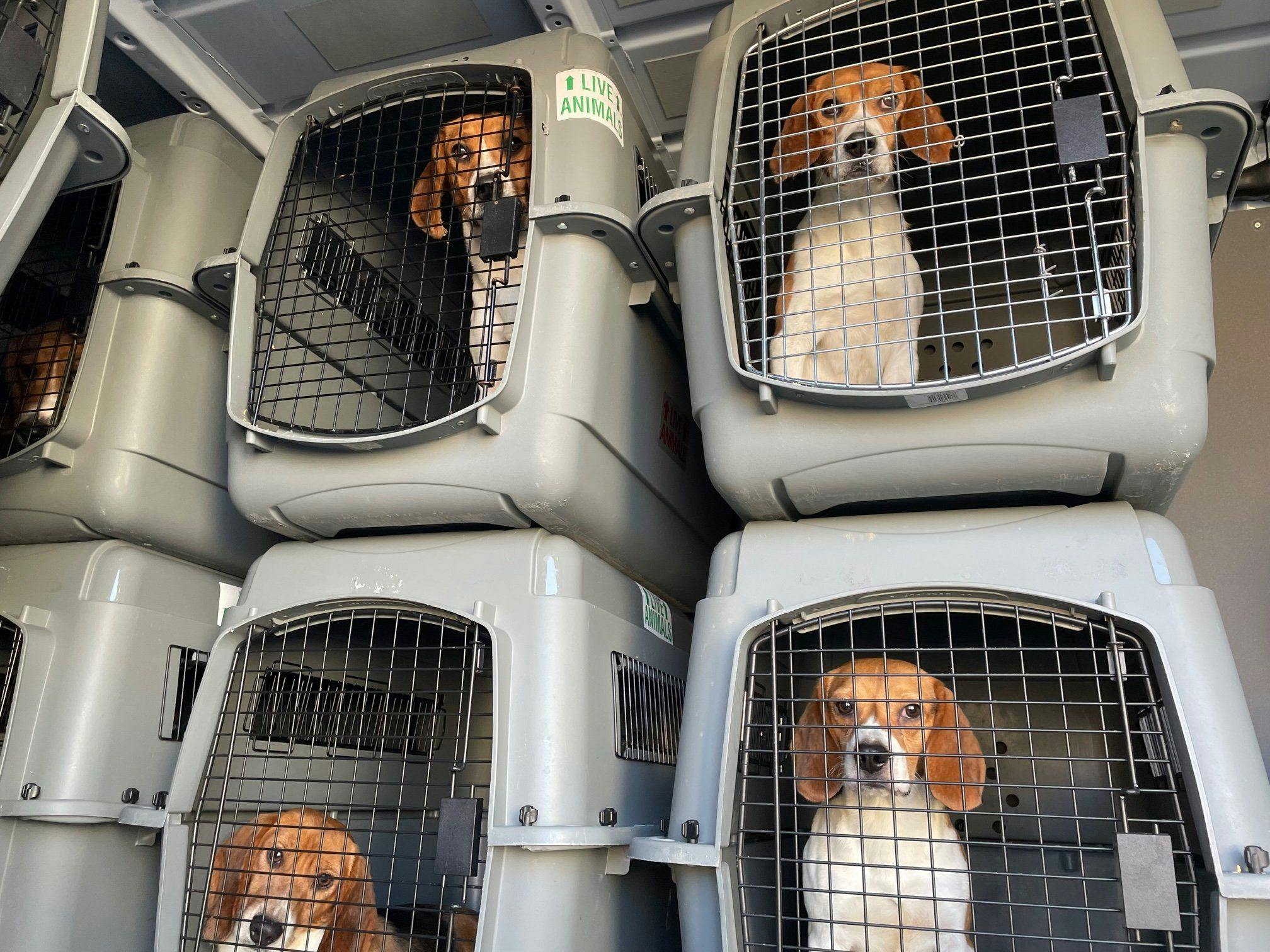 4000 beagles rescued from Envigo breeding and research facility